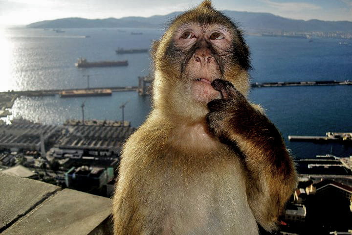 A monkey thinking, looking out over a harbor